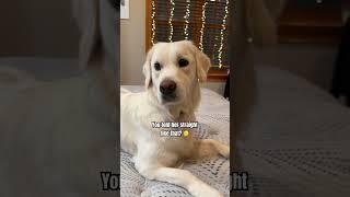 Hardest Decision Of My Life  #goldenretriever #funnydogs #shorts