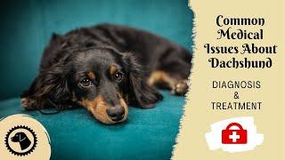 10 Most Common Medical Issues About Dachshund | DOG HEALTH  #BrooklynsCorner