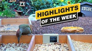 Highlights Of The Week - July 2024 - Week 30 