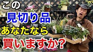 【裏情報教えます】ついつい買ってしまう方は必ず見てください　　　　　【カーメン君】【園芸】【ガーデニング】【初心者】