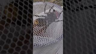 Giant Asian Hornet vs Butterfly Net