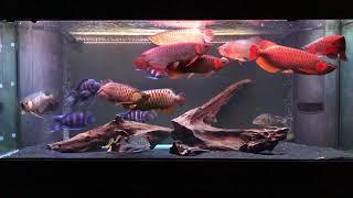 Super Red and Xback Asian Arowana Community Tank April 2019