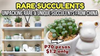 NEWEST RARE SUCCULENTS FROM CHINA || Unpacking Cute little Succulents with prices • 다육식물 多肉植物