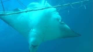Operation Apex Harmony: Eagle Rays left to die in shark nets in Australia