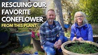 Saving Our Favorite Coneflower From Being Overgrown | Rescuing Plants 