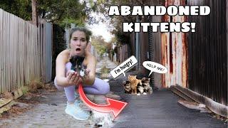 MANGE INFESTED KITTENS RESCUED FROM ALLEY!