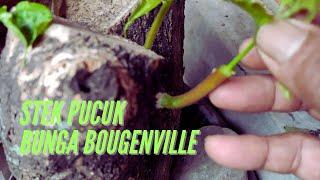 This is how Bougenville cuttings graft shoots