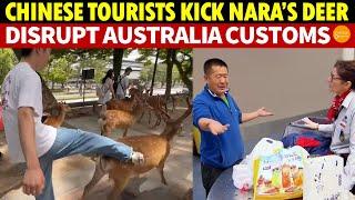 Chinese Tourists Kick Nara’s Deer, Enraging Japanese Locals! Turmoil by Chinese at Australia Customs