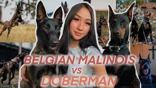 BELGIAN MALINOIS VS DOBERMAN | WHICH ONE IS RIGHT FOR YOU?