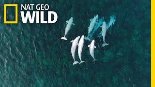 See Hundreds of Beluga Whales Gathering in the Arctic | Nat Geo Wild