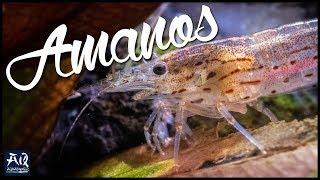 Die Amanogarnele Caridina multidentata | AquaOwner