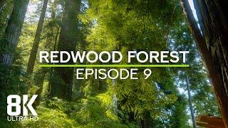 Relaxing Atmosphere of Redwoods | Birds Chirping & Wind Sound - 8K Echoes of the Ages - Episode 9