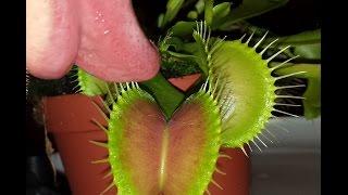 FRENCH KISSING my VENUS FLYTRAP!!