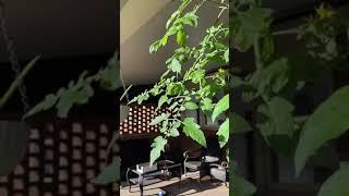 FALL GARDEN UPDATE: ONE TOMATO  PLANT STILL GROWING • NC Organic Garden Zone 7b