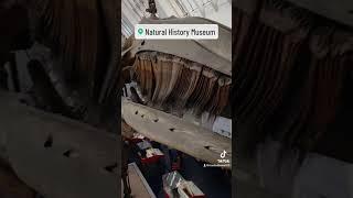 Epic Natural History Museum 