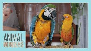 Bird Training Session! | Macaw, Parakeet