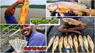 आज जालात भेटले घोल पेक्षा महाग मासे | काट्यावर विकून भेटले येवढे पैसे ?| Golden fish | गोमर