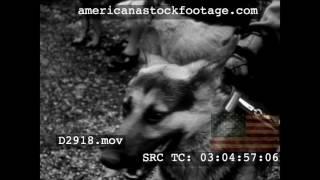 1940 Evacuated Dogs D2918