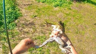 Catch N' Cook BIG BULLFROG LEGS CAJUN STYLE!!