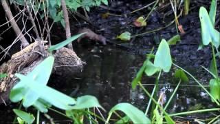 Threatened Everglades Mink Fishing!