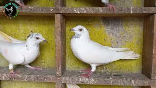 Visit To Khokon Sardar Pigeon Loft | Golden Eye | Andhra Pigeon | +91 97484 14243