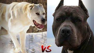 Питбуль против Алабай! КТО СИЛЬНЕЕ? Pittbull VS Alabay! WHO IS STRONGER?