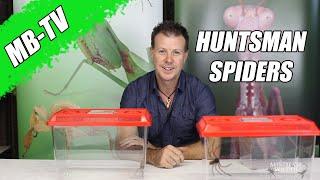 MB-TV: Huntsman spiders