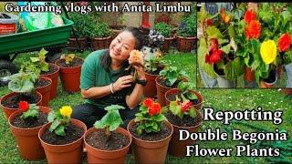 Repotting Double Begonia Flower Plants | Nepali Gardening vlogs