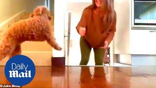 Cute Cavoodle dog hilariously tries and fails to surprise owner