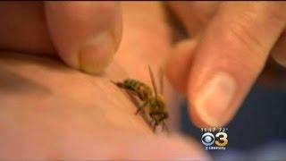 Health: Bee Sting Therapy Can Help Common Health Problems