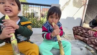 VAACHI Sing a Song With Eating SUGARCANE