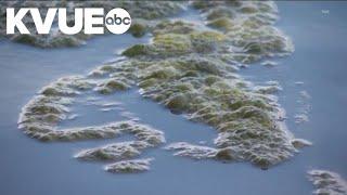 Austin begins treatment for blue-green algae in Lady Bird Lake