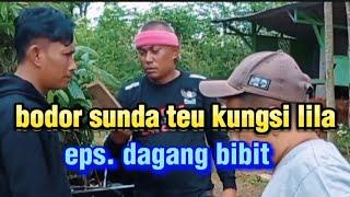 bodor sunda teu kungsi lila _eps DAGANG BIBIT