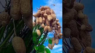 Boost Your Groundnut Yield with These Tips! " #technology #farmer #crop  #260