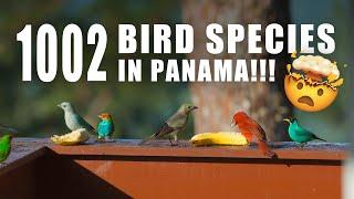 Bird Watching in Cerro Azul, PANAMA at The Bird's Nest