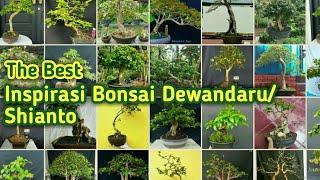 The Best Inspirasi Bonsai Dewandaru/shianto