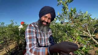 Blueberry 🫐 farm in BC Canada  || ਡਾਲਰ ਤੋੜਨੇ ਸੌਖੇ ਨੀ 