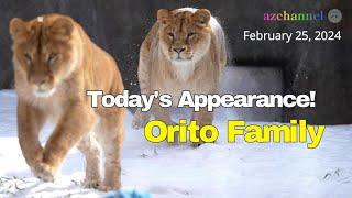 【Asahiyama Zoo Lions】The arrival of the Orito family!〜Famous Zoos in Japan