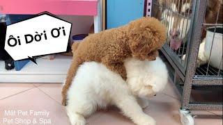 Mật Phát Sốt Khi Chó Sen Đòi “Xập Xình” Haha- Mật Pet Family