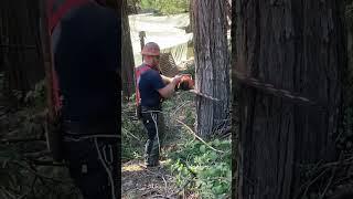 Cutting down a hazard tree. #chainsaw #husqvarna #logging