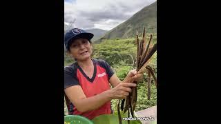 los juanes de arroz de la selva / RECETAS DE MARINITA