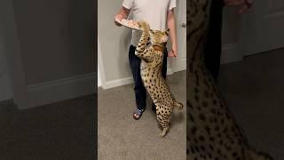 Serval asks for Chicken #cat #servals #africancat #serval #shorts #kitten #africancats