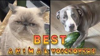 Best Animal Voiceovers - Ep. 75 (NEW)