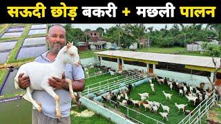 नौकरी छोड़ शुरू किया मछली + बकरी पालन | Integrated goat and fish farming