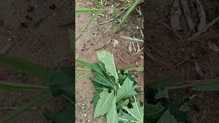 MAMONA ENCETICIDA NATURAL PRA FORMIGAS ️ #plantas #hortas #vidanaroça