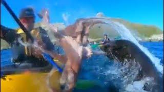 Amateurvideo: Robbe schlägt Paddler mit Oktopus | DER SPIEGEL
