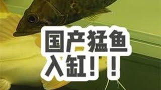 大缸清空养国产猛鱼，驱车70公里收两条极品，入缸后太漂亮了！ @大咖的鱼房 #养鱼日记 #猛鱼 #原生鱼 #国产猛鱼 #鳜鱼