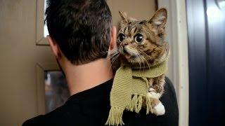 Lil BUB's Big SHOW Episode 7: THANKSGIVING w/MURDER BY DEATH