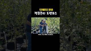젝큐몬티 도랜보스 자작나무 판매  #shorts #젝큐몬티도랜보스 #트리웰포트