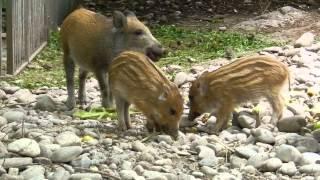 うり坊　イノシシの子 wild boar piglets 20130920